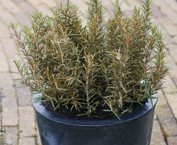 Plant te veel water gegeven? Of juist te weinig? Lees deze tips Plant te veel water gegeven? Of juist te weinig? Lees deze tips