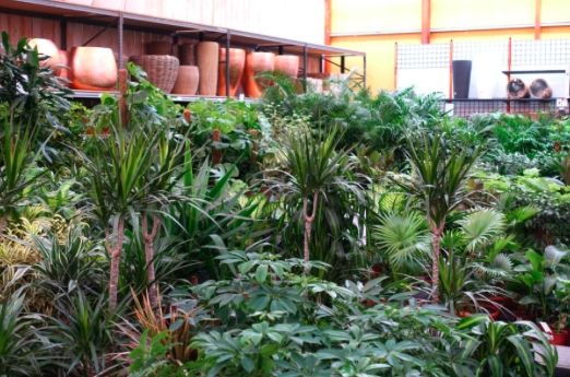 Shinrih-yoku: dompel jezelf onder in het groen Shinrih-yoku: dompel jezelf onder in het groen