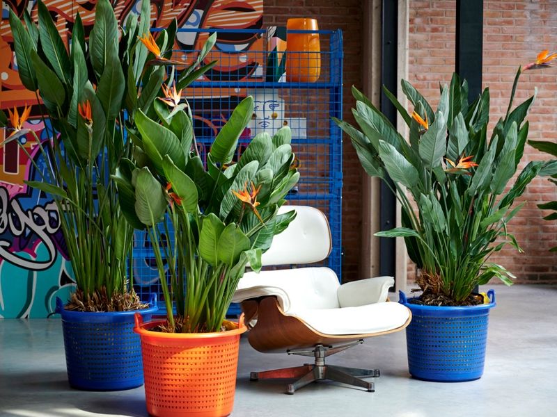 Strelitzia: Woonplant van de maand september 2020 Strelitzia: Woonplant van de maand september 2020