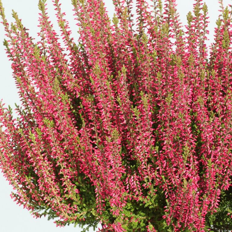 Struikheide: 4 tips voor lekker lang kleur in je tuin Struikheide: 4 tips voor lekker lang kleur in je tuin