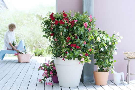 Tuinplant van de Maand mei: Mandevilla Tuinplant van de Maand mei: Mandevilla