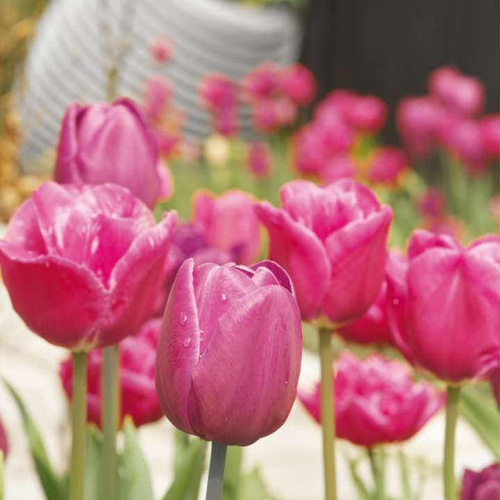 Tulpenbollen Tulpenbollen