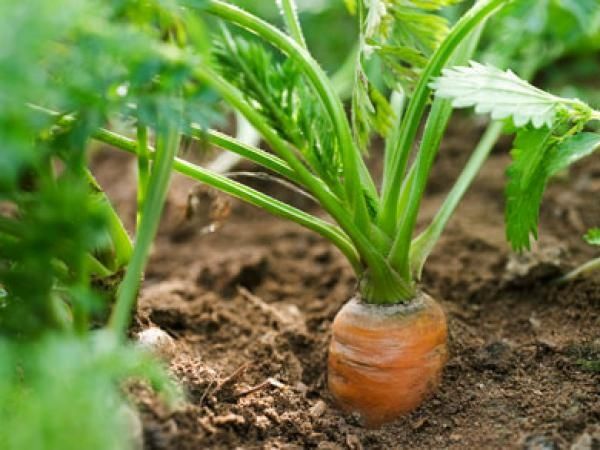 Vroege tips voor een geweldige moestuin in de zomer Vroege tips voor een geweldige moestuin in de zomer