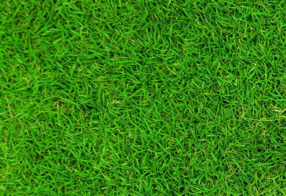 Zes stappen voor een groen gazon met graszoden, zelfs voor je schaduwtuin Zes stappen voor een groen gazon met graszoden, zelfs voor je schaduwtuin