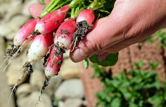 Beste planten voor moestuin