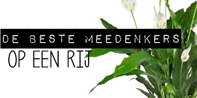 7 luchtzuiverende planten voor studenten: goed voor je concentratie