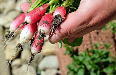 Aan de slag met je eigen moestuin - óók als je een balkon hebt