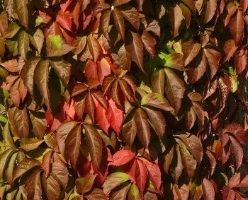 Bloedmooi: 9 toppers voor meer kleur in je (winter)tuin