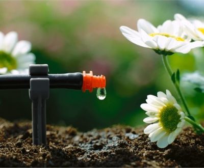 Planten automatisch water geven? Zo doe je dat!