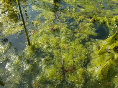 Blog: Wat te doen tegen groen water in de vijver: zes stappen