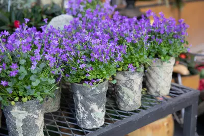 De beste vaste planten voor in een plantenbak op een rij!