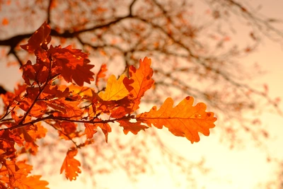 De gezelligste herfstdecoratie voor in huis