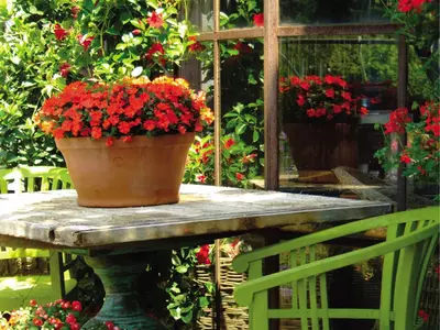 Dit zijn de beste planten voor een schaduwrijk balkon!