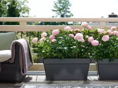 Dit zijn de beste planten voor een zonnig balkon!