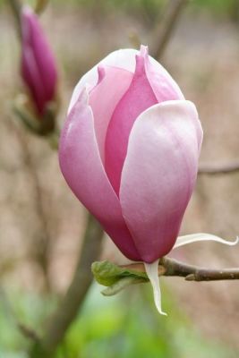 Gezien in de folder: machtig mooie magnolia!