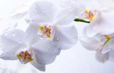 Heb je de orchideeënroute al ontdekt?