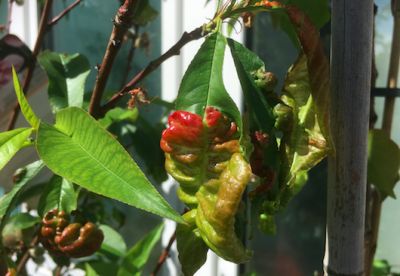 Help, fruitboom ziek? Check deze oplossingen