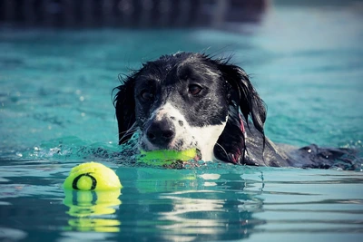 Help je hond de hete zomerdagen door