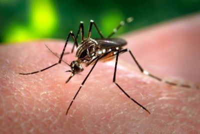 Help, muggen! 9 tips tegen muggen