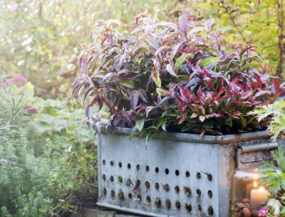 Herfst-topper: Leucothoë (en nog 8 andere kleurrijke planten)