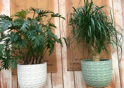 Hoe kies je de beste pot voor je kamerplant? 6 tips!