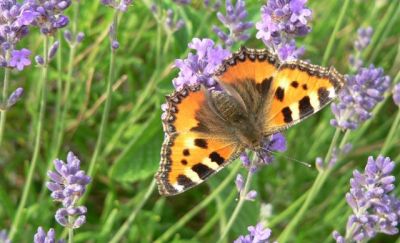 Hoe lok je meer vlinders naar je tuin?