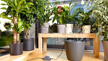 Hoe overleeft mijn plant de vakantie? Tips voor kamerplanten
