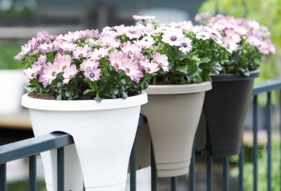 Hoe verander je je balkon snel in een groen paradijs?