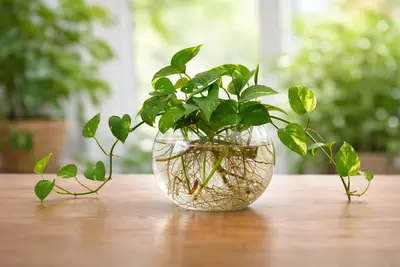 Nieuwe plantentrend: Hydroponie