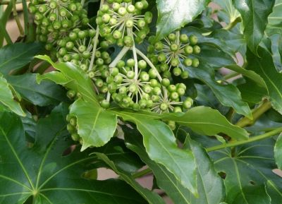 Kerstboom eruit? Ga voor de ‘jungle’!