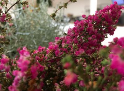 Kleur je balkon en tuin met deze herfstbloeiers!