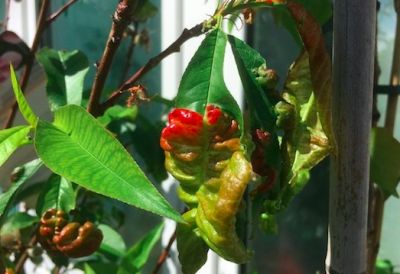 Krulziekte? Schimmel? Pak de fruitboomziektes aan