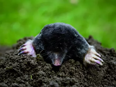 Lelijke molshopen? Zo kom je van je mol af!