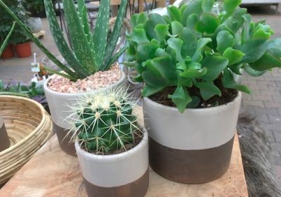 Makkelijke kamerplanten, ook zonder groene vingers