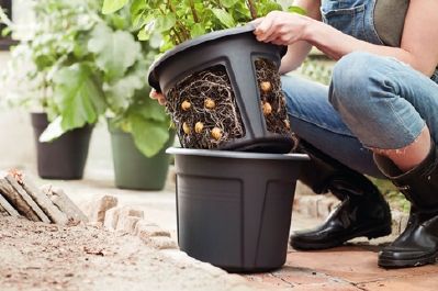 Moestuin in mei: wat moet je weten?