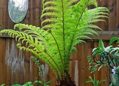 Planten voor schaduwtuin? Dit zijn ze!