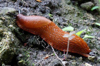 Slakkenplaag? Geen zin in 400 slakkeneitjes in je tuin? Tuincentrum Osdorp