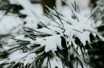 Sneeuw! Actieplan voor je tuinplanten