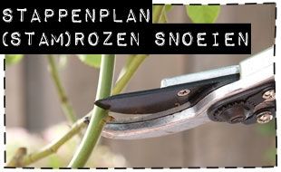 Stappenplan (stam)rozen snoeien