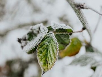 Tips tuincentrum Osdorp januari