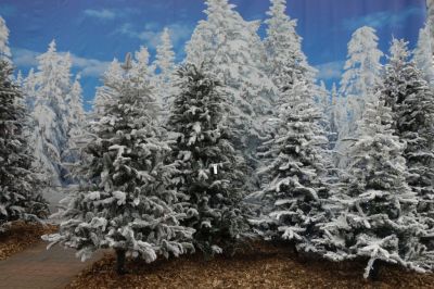 De mooiste besneeuwde kunstkerstbomen op een rij!