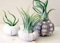 Trend: Air plants, luchtplanten zonder water