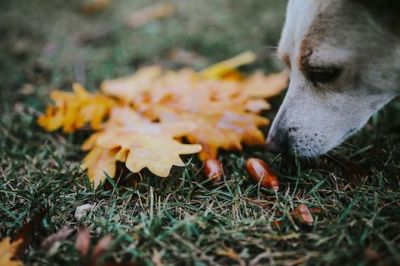 Tuintips voor oktober: to do’s in de herfst