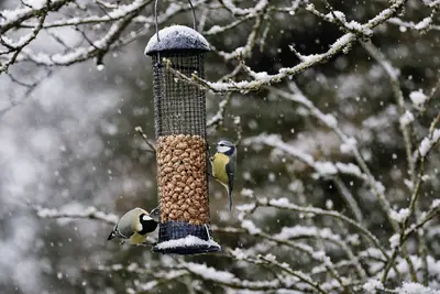 Tuinvogels in de winter