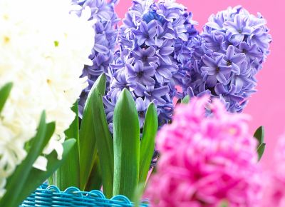 Verzorging hyacinten: het verschil tussen pothyacint en snijhyacint