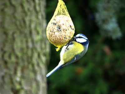 Vogelstronk en vetbollen maken: zo doe je dat!