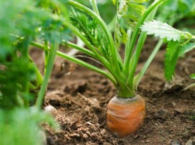 Vroege tips voor een geweldige moestuin in de zomer