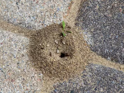 Wat kun je doen om mieren te bestrijden?