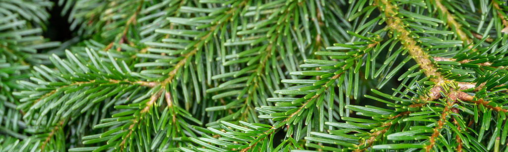 Nordmann echte kerstboom kopen bij tuincentrum Osdorp