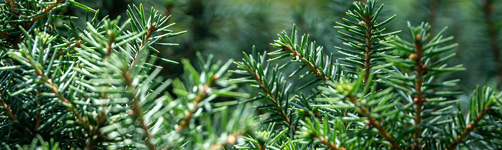 Omorika Servische spar echt kerstboom kopen bij tuincentrum Osdorp